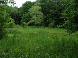 Catskill Mountains - forest meadow