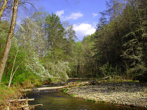 Pisgah National Forest