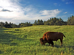 buffalo