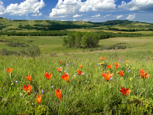 Killdeer Mountains - prairie lilies