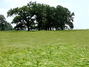 prairie oak