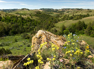 Killdeer Mountains - wildflowers