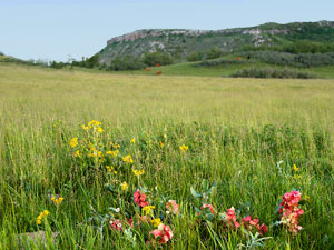 Killdeer Mountains - prairie wildflowers