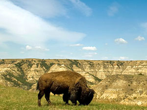 Theodore Roosevelt National Park - buffalo