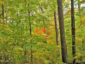 Dysart Woods State Forest