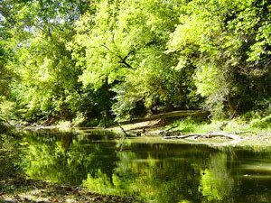 Tiffin River - Goll Woods State Nature Preserve