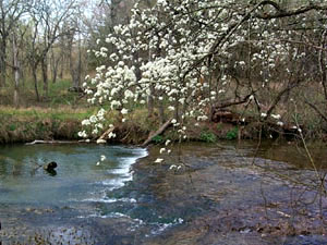 Blue River - dogwood