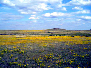 Black Kettle National Grassland