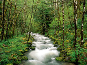 McKenzie River - Willamette National Forest