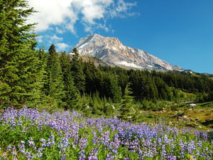 Mount Hood National Forest - lupines in bloom