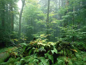 Allegheny National Forest