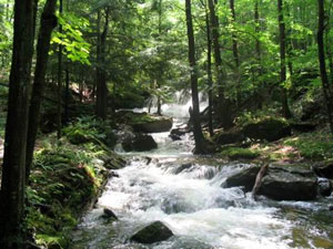 Allegheny National Forest