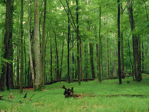 Allegheny National Forest