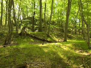 Allegheny National Forest