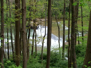 Allegheny National Forest