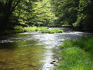 Allegheny National Forest - Mead Run