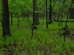 Ohiopyle State Park - Ferncliffe Peninsula