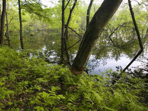 Rhode Island pond