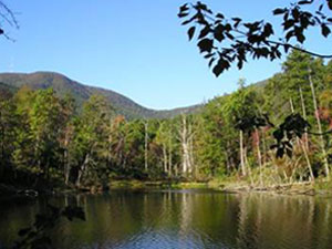 Francis Marion National Forest