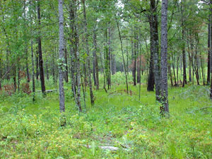 Francis Marion National Forest