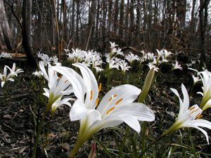 Francis Marion National Forest