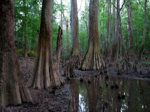 Congaree National Park