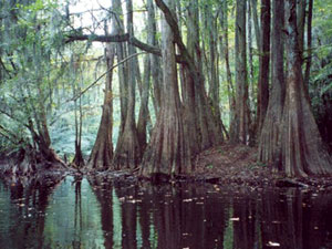 Congaree National Park