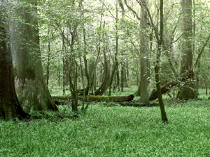 Congaree National Park