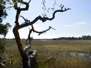 Francis Marion National Forest