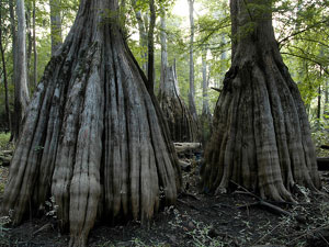 Francis Marion National Forest