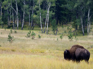 Custer State Park