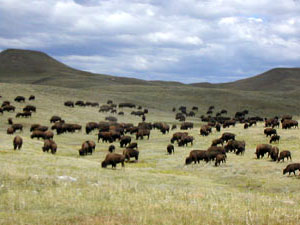 Custer State Park