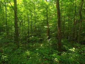 Cherokee National Forest