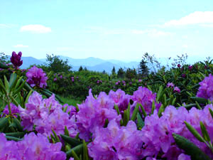 Roan Mountain State Park - rhododendrons