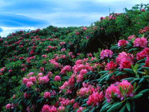 Roan Mountain State Park - rhododendrons