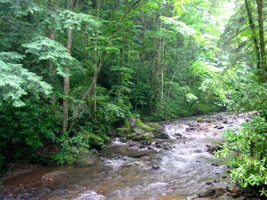 Roan Mountain State Park