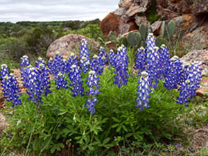 wild bluebonnets