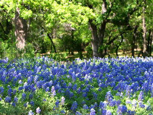 bluebonnets