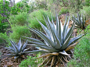 Big Bend National Park - century plant