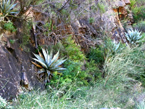 Big Bend National Park - Chisos Mountains