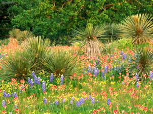 spring wildflowers