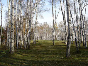 birch grove