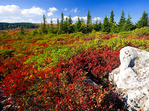 Dolly Sods Wilderness - huckleberry