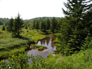 Monongahela National Forest - Dolly Sods Wilderness