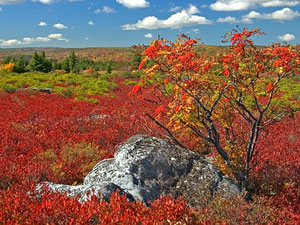 Monongahela National Forest - Dolly Sods Wilderness