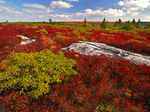 Monongahela National Forest - Dolly Sods Wilderness