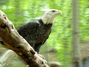 Holly River State Park - West Virginia Wildlife Center