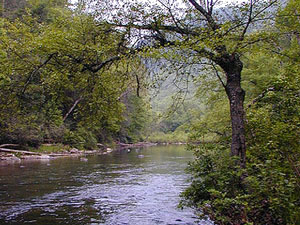 Monongahela National Forest - Anrhony Creek