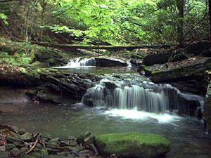 Monongahela National Forest