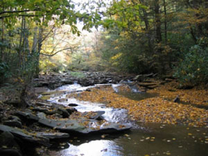 Monongahela National Forest - Spice Run